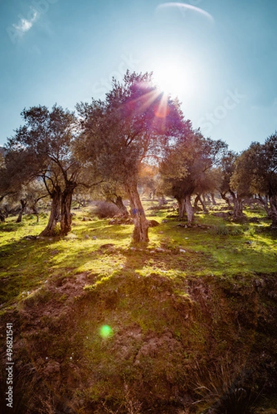 Fototapeta Olive tree autumn in the park