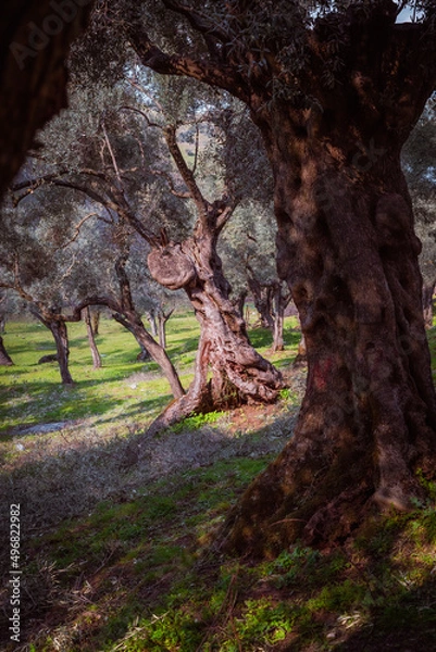 Fototapeta tree in the park
