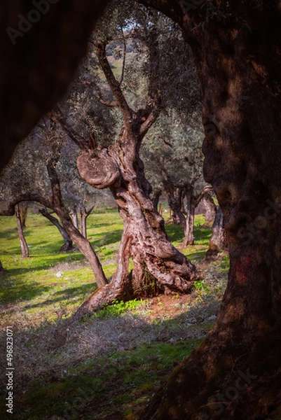 Fototapeta old olive tree trunk