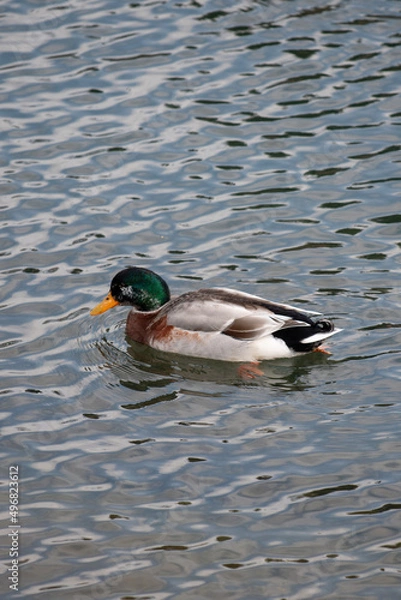 Obraz duck in the water