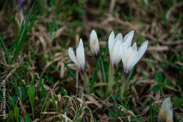 Obraz white crocus flower