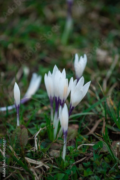 Obraz white crocus flowers