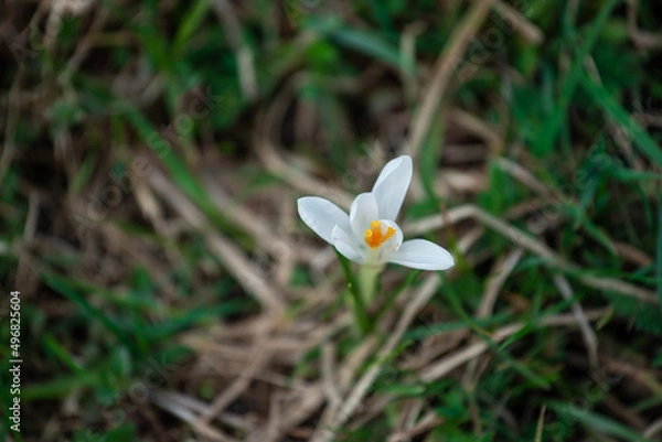 Obraz white spring flowers