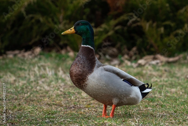 Fototapeta duck on the grass