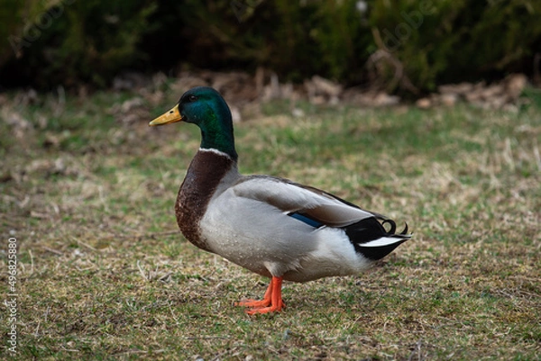 Obraz duck in the park