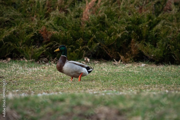 Obraz duck in the grass