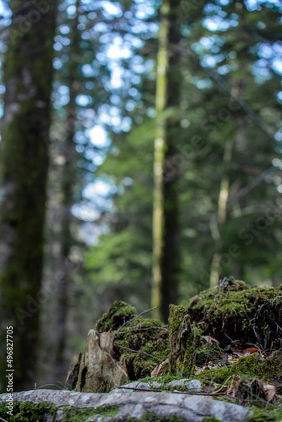 Obraz pine tree forest