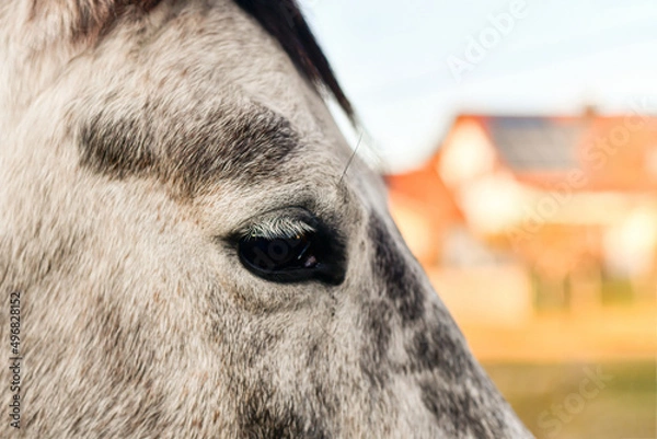 Fototapeta Eye of a horse with eyelashes close-up.