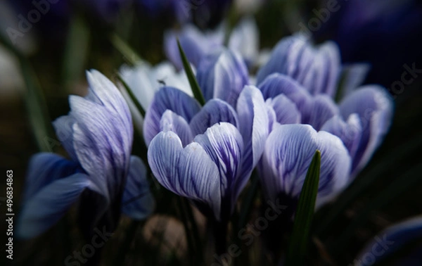 Fototapeta spring crocus flowers