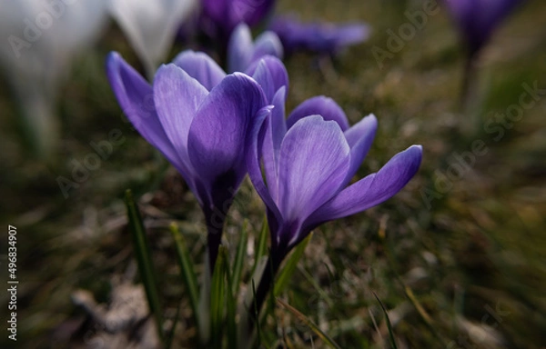 Fototapeta spring crocus flowers