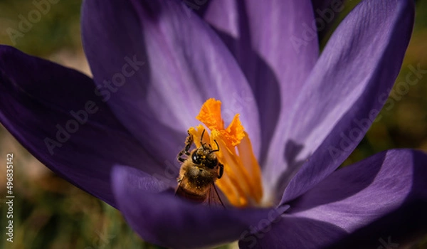 Fototapeta bee on flower