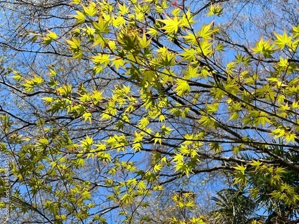 Fototapeta Maple leaves in spring