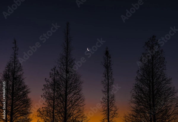 Obraz moon between trees at sunrise