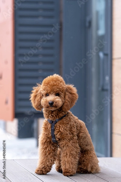 Fototapeta Beautiful little brown poodle dog in a harness. Miniature poodle pet puppy on a walk in the street.