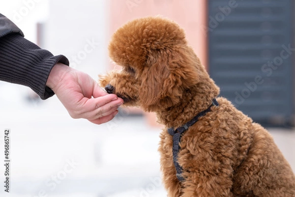 Fototapeta Hand feed a beautiful little brown poodle dog food. Miniature poodle pet puppy close-up portrait.