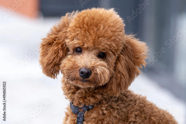 Fototapeta Beautiful little brown poodle dog in a harness. Miniature poodle pet puppy close-up portrait.