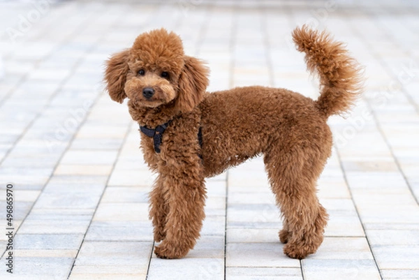 Fototapeta Beautiful little brown poodle dog in a harness. Miniature poodle pet puppy on a walk in the street.