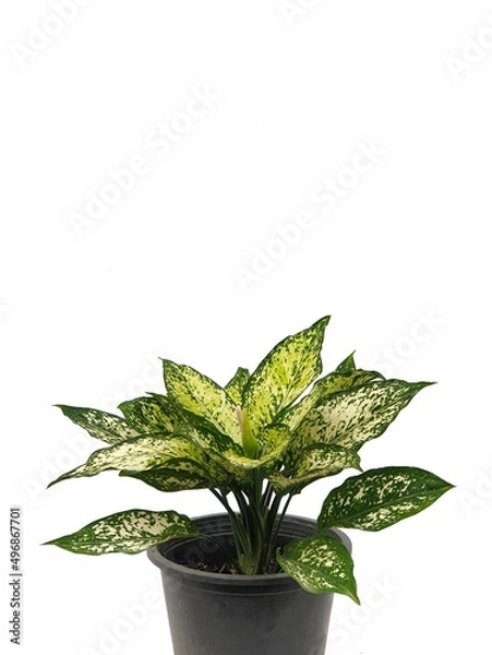 Fototapeta Aglaonema isolated on white background with copy space. Chinese Evergreen. ARACEAE. It is commonly grown as an ornamental plant. colors and patterns on leaves. 