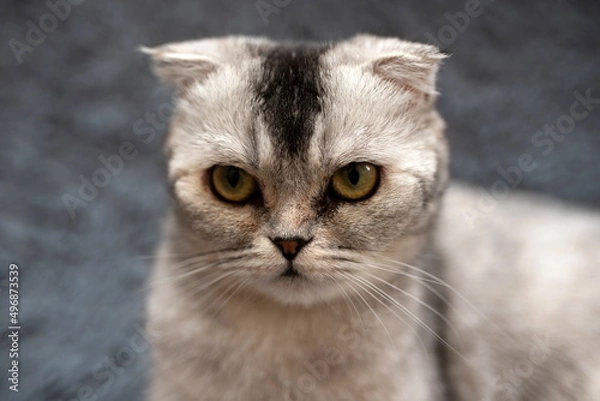 Obraz View of a Scottish Fold gray domestic cat in a room