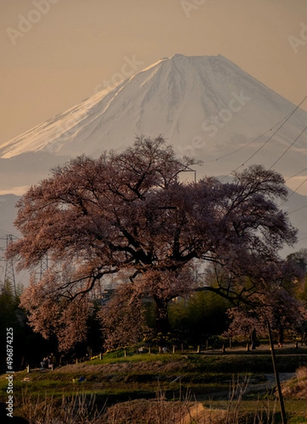 Obraz 一本桜と富士山