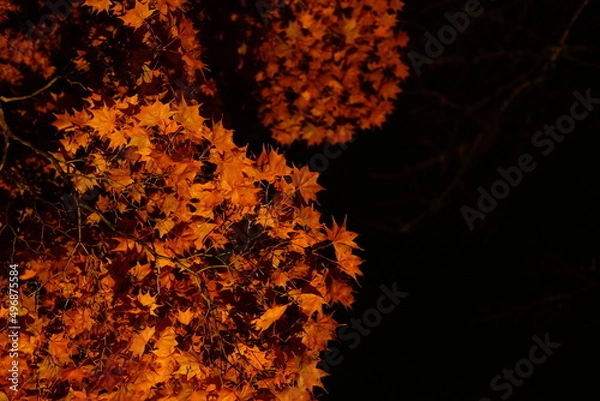Obraz 夜の紅葉