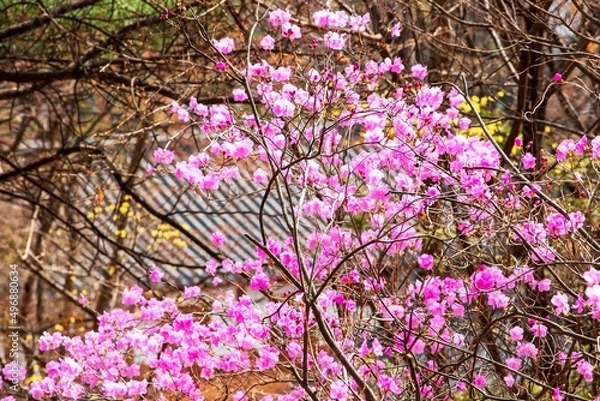 Fototapeta 진달래