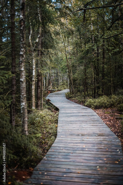 Fototapeta Walkway in the forest