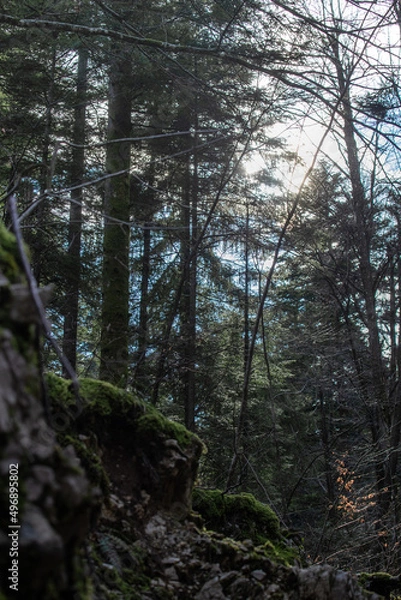 Obraz trees in the forest