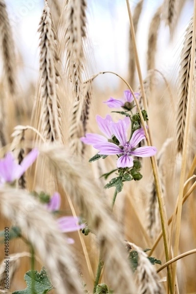 Fototapeta wheat field in summer