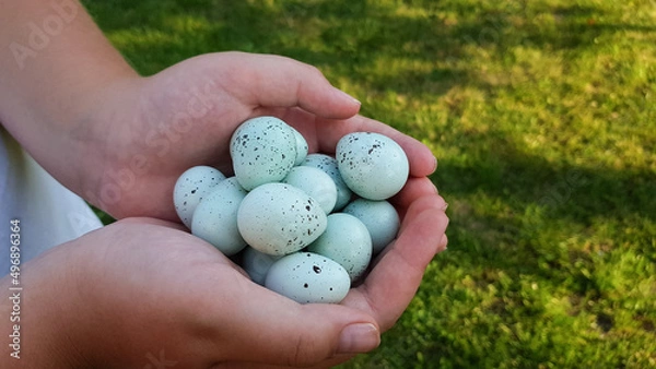 Obraz blue eggs in the hands of a farmer. The Celadon quail is a special variety of Coturnix quails that carry a rare autosomal recessive gene. This means that in order to carry a blue egg.