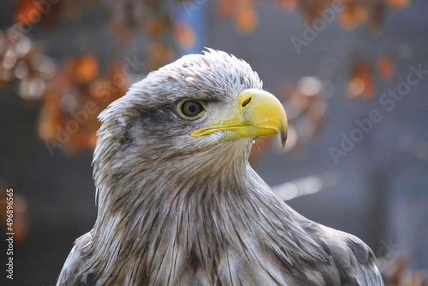 Fototapeta Eagle