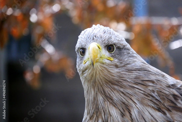 Fototapeta portrait of an eagle