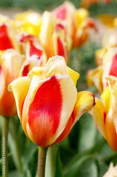 Fototapeta red and yellow tulips