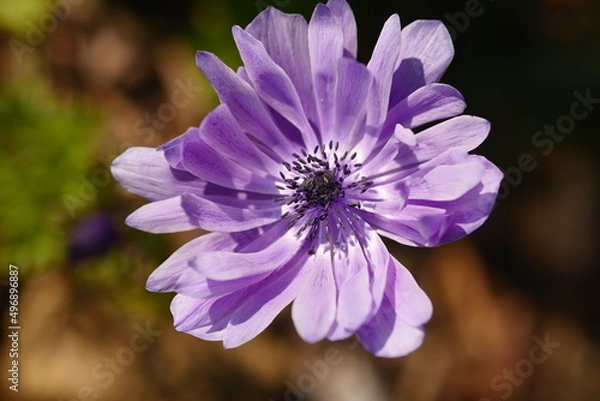 Fototapeta Anemone