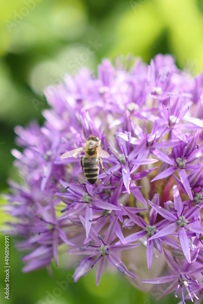 Obraz Allium flower