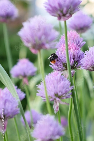 Fototapeta Schnittlauchblüte