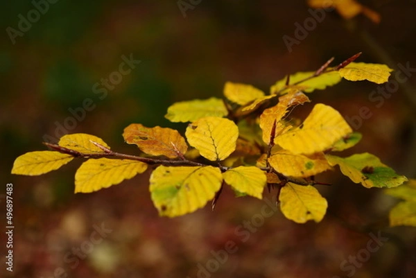 Fototapeta Blätter im Wald