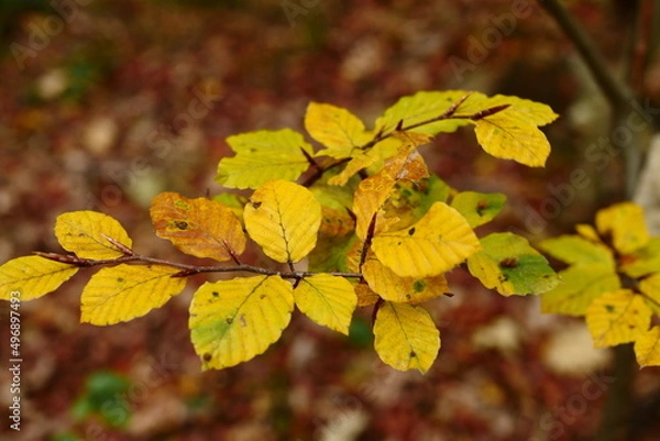 Fototapeta Blätter im Wald