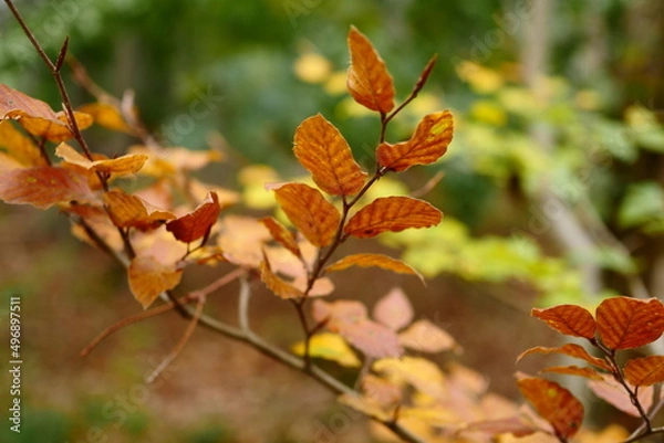 Obraz Blätter im Wald