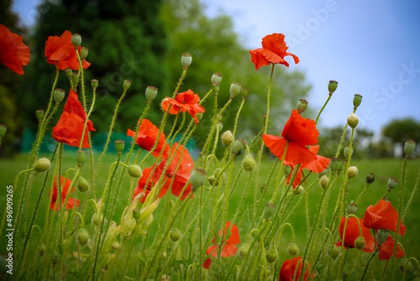 Obraz poppies