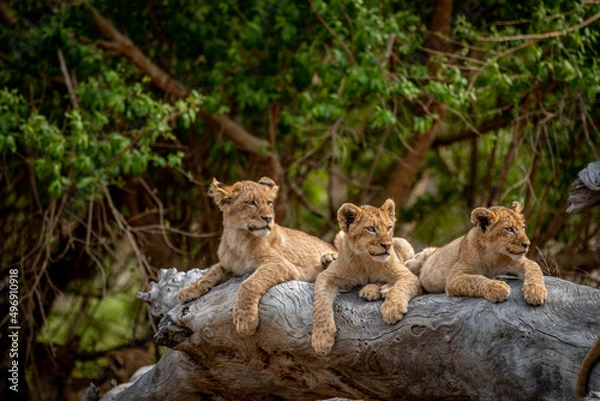 Obraz Lion cubs laying on a fallen tree.