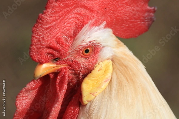 Obraz White rooster with a red crest free in the field.