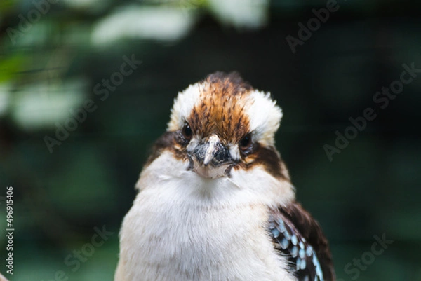 Fototapeta bird on a branch