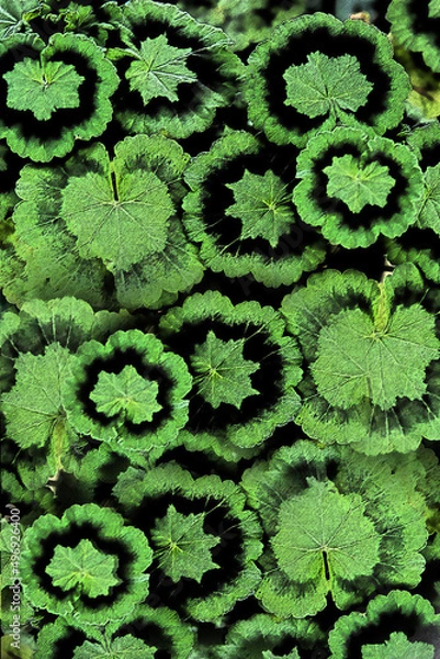 Obraz Background  Pelargonium