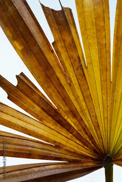 Fototapeta Palm leaf, Rhapis excelsa also known as lady palm or bamboo palm.