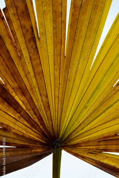 Obraz Palm leaf, Rhapis excelsa also known as lady palm or bamboo palm.