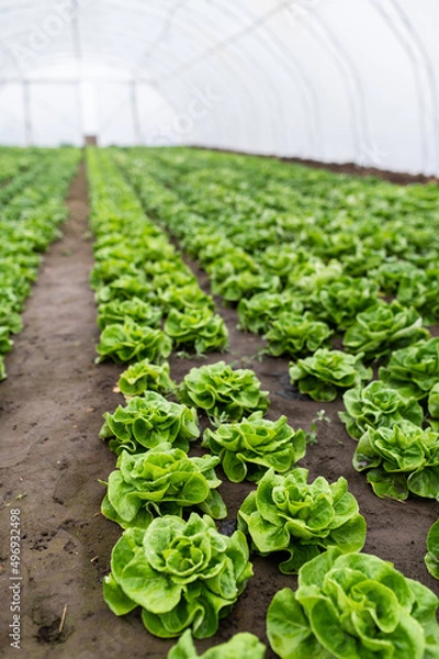 Fototapeta Rows of lettuce seedlings in a greenhouse