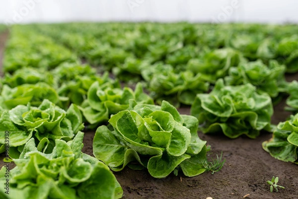 Fototapeta Rows of lettuce seedlings in a greenhouse