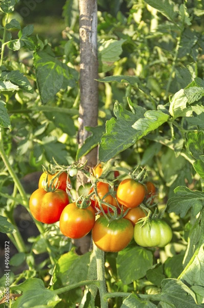 Fototapeta Fresh organic tomatoes in garden