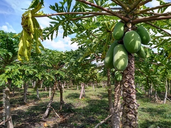Obraz Papayas en Yucatán